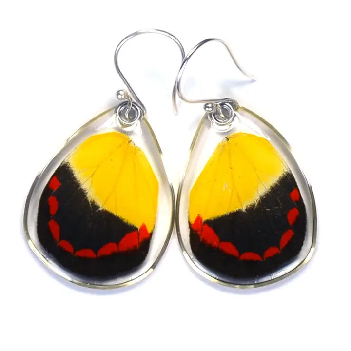 Butterfly Earrings, Timor Butterfly, Bottom Wing