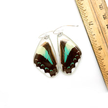 Load image into Gallery viewer, 0640 Butterfly Earrings, Bluebottle Butterfly, Bottom Wings
