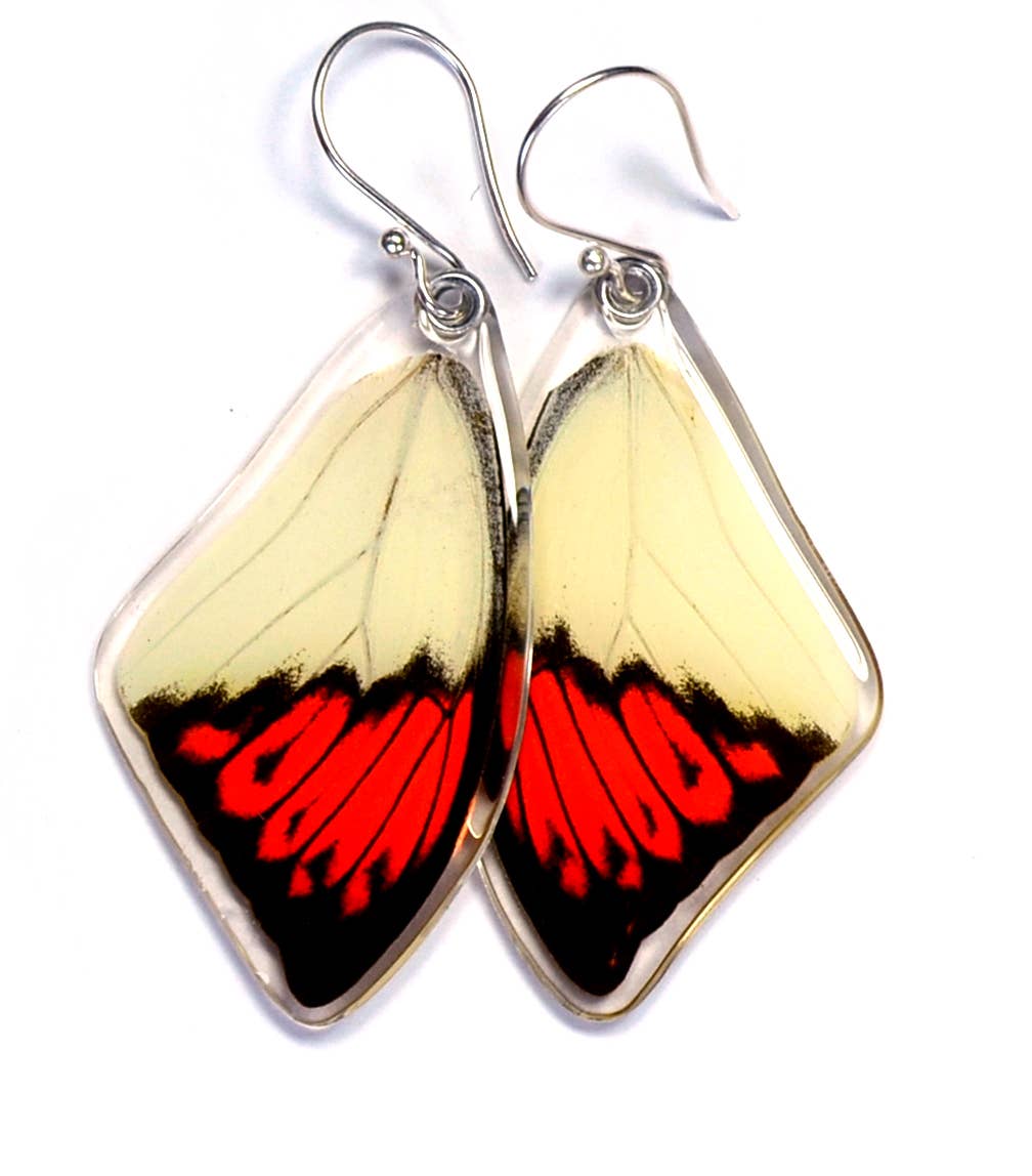 0101 Butterfly Earrings, Hebomoia Glaucippe, top wings