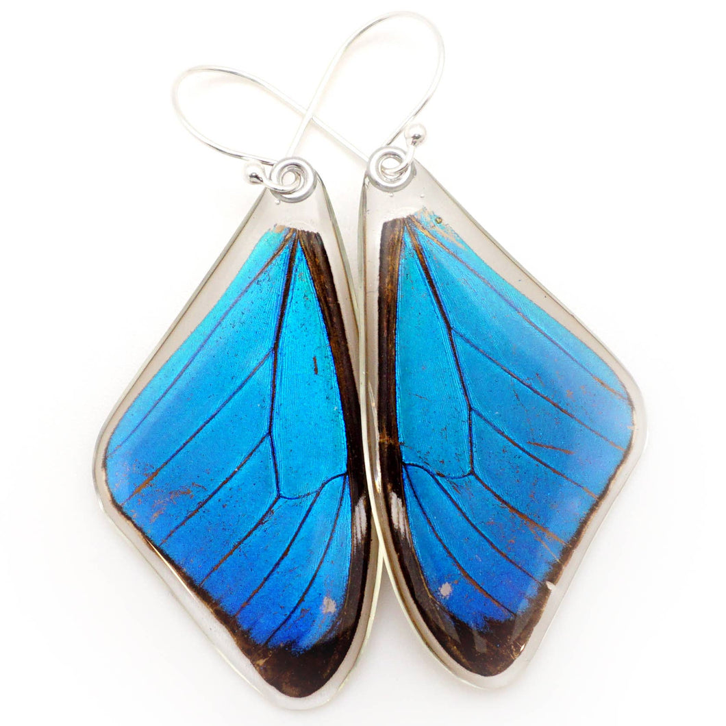 0635 Butterfly Earrings,  Morpho Aega, Top wings